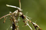 Humped bladderwort